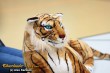 Thumbs/tn_IMG_8229.jpg